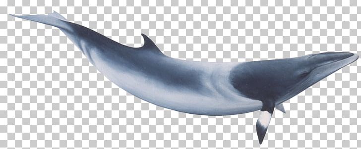 Minke Whale PNG, Clipart, Animals, Sea Animals Free PNG Download