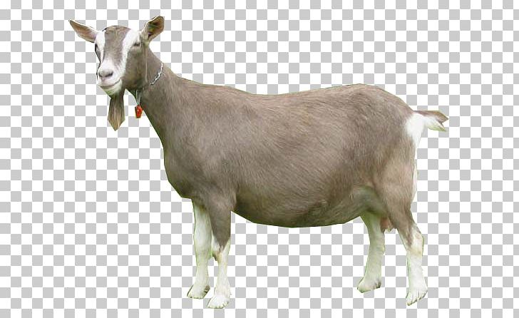 Toggenburg Goat Nigerian Dwarf Goat Oberhasli Goat Pygmy Goat Cattle PNG, Clipart, Animal, Caprinae, Cattle Like Mammal, Cow Goat Family, Dairy Free PNG Download
