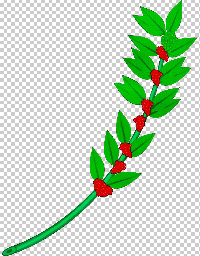 Holly PNG, Clipart, Branch, Flower, Holly, Leaf, Paint Free PNG Download