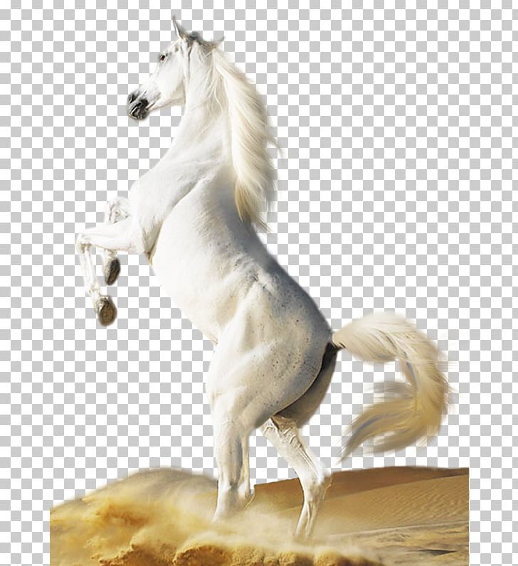 White Horse Foal Stallion Mare PNG, Clipart, Animal, Animals, Asil, Atlar, Equus Free PNG Download