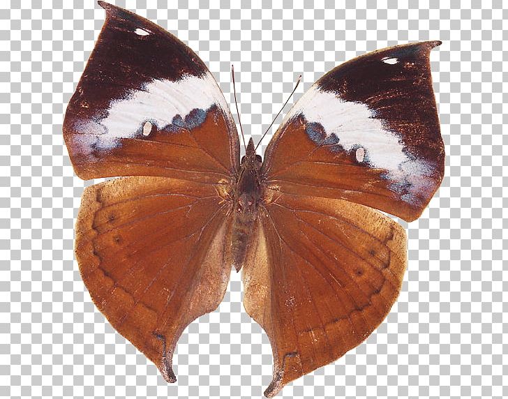 Brush-footed Butterflies Butterfly Gossamer-winged Butterflies Pieridae Moth PNG, Clipart, Arthropod, Black Swallowtail, Brown, Brush Footed Butterfly, Butterflies And Moths Free PNG Download