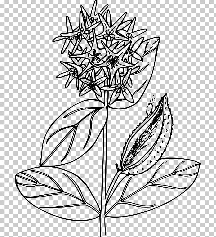 Butterfly Weed Common Milkweed PNG, Clipart, Black And White, Branch, Butterfly, Butterfly Weed, Common Milkweed Free PNG Download