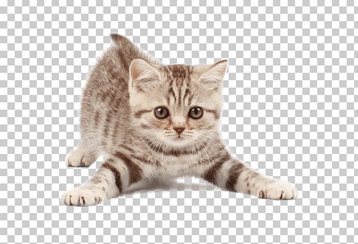 Cat Pet Sitting Kitten Dog PNG, Clipart, American Wirehair, Android, Animals, Asian, Australian Mist Free PNG Download