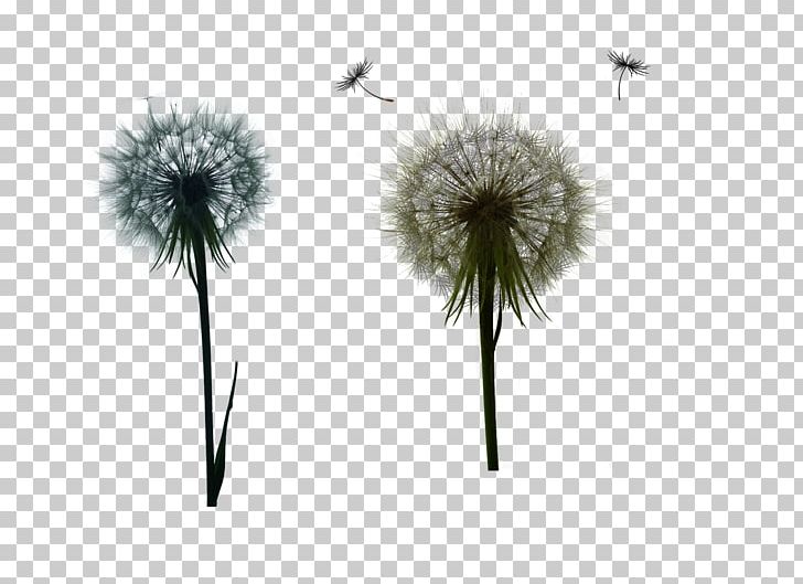 Dandelion Euclidean PNG, Clipart, Black And White, Computer, Computer Wallpaper, Dandelion, Dandelions Free PNG Download