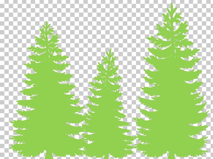 Eastern White Pine Fir Tree Evergreen Conifers PNG, Clipart, Branch, Christmas Decoration, Christmas Ornament, Christmas Tree, Conifer Free PNG Download