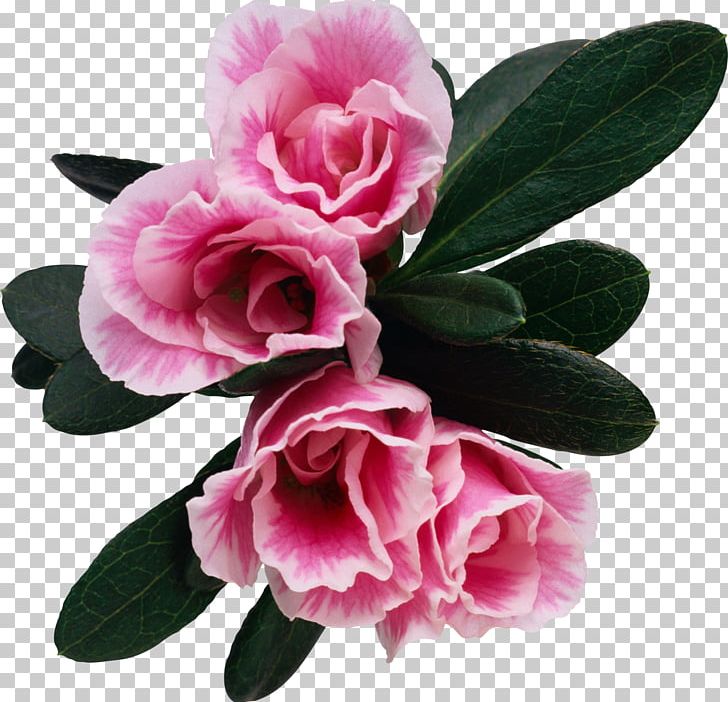 Flower Albom Photography PNG, Clipart, Albom, Azalea, Camellia, Cut Flowers, Flower Free PNG Download