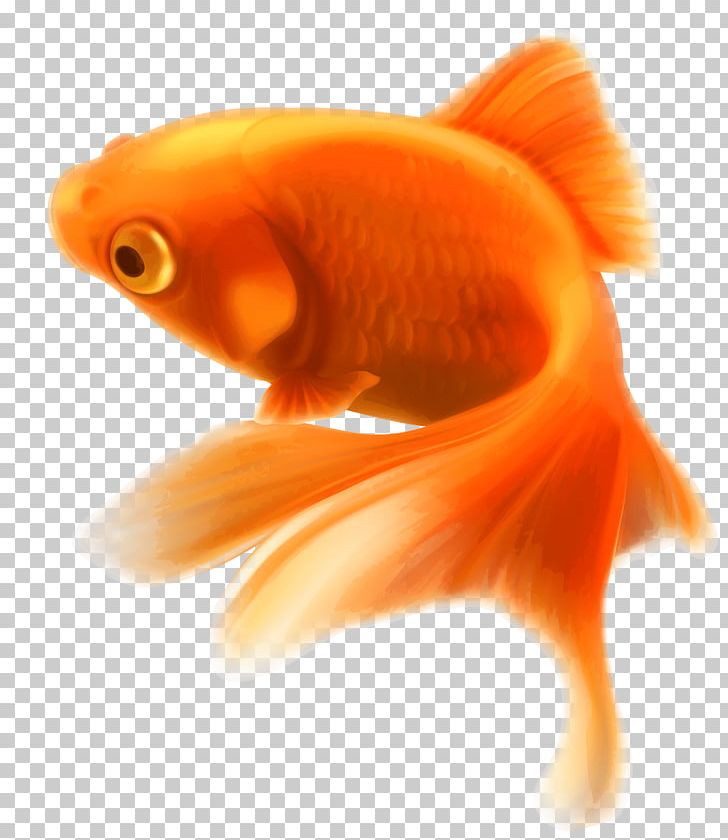 Gold Fish PNG, Clipart, Animals, Fish Free PNG Download