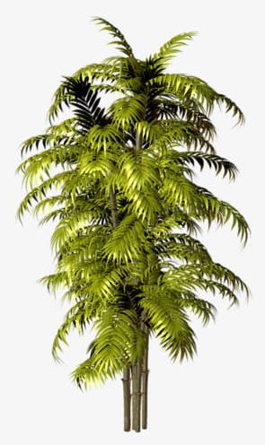 Green Palm Tree PNG, Clipart, Green, Green Clipart, Green Clipart, Greenery, Green Leaves Free PNG Download