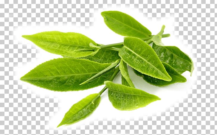 Green Tea Turkish Tea Matcha Camellia Sinensis PNG, Clipart, Aloe, Black Tea, Camellia Sinensis, Cay, Drink Free PNG Download