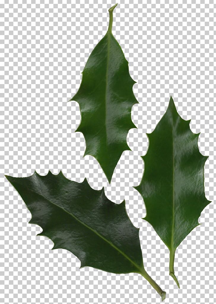 Leaf Common Holly Plant Tree Information PNG, Clipart, Aquifoliaceae, Aquifoliales, Common Holly, Foliage, Holly Free PNG Download