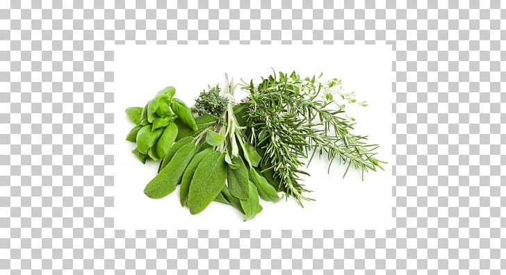 The Herb Guide Greek Cuisine Mediterranean Cuisine PNG, Clipart, Basil, Chervil, Fines Herbes, Flowerpot, Food Free PNG Download