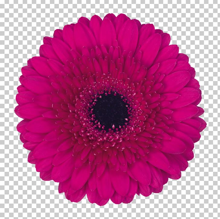 Transvaal Daisy Stock Photography PNG, Clipart, Cerise, Chrysanthemum, Chrysanths, Cut Flowers, Daisy Family Free PNG Download