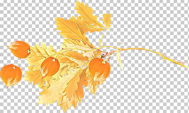 Orange PNG, Clipart, Flower, Leaf, Orange, Plant, Tree Free PNG Download