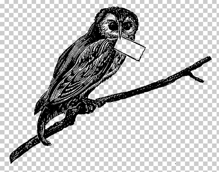 Bird Of Prey Owl Beak Drawing PNG, Clipart, Animal, Animals, Beak, Bird, Bird Of Prey Free PNG Download