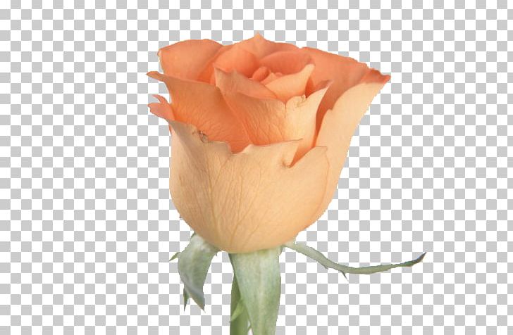 Flower Rose Orange Bud Seed PNG, Clipart, Blue, Bud, Christmas Decoration, Closeup, Color Free PNG Download