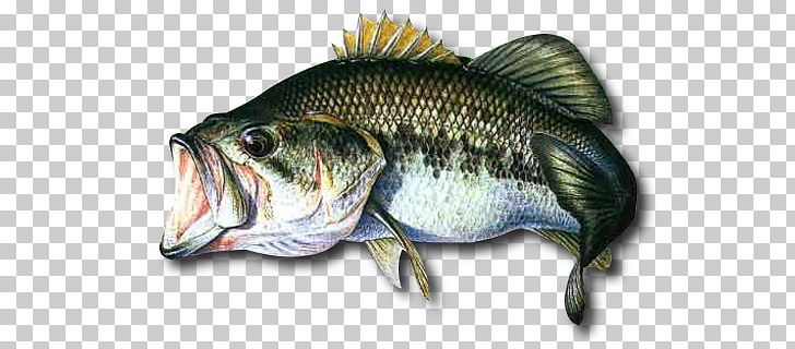 Northern Pike Largemouth Bass Recreational Fishing Fishing Baits & Lures PNG, Clipart, Barramundi, Bass, Bony Fish, Carp, Catch And Release Free PNG Download
