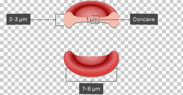 Red Blood Cell White Blood Cell Coagulation PNG, Clipart, Angle, Area, Blood, Blood Cell, Cell Free PNG Download
