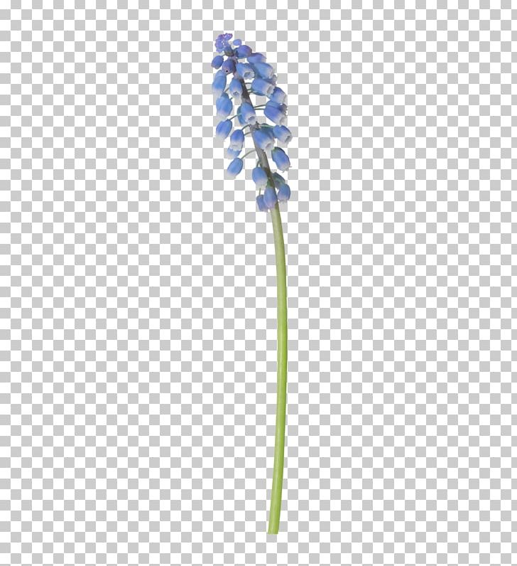 Flowering Plant Plant Stem PNG, Clipart, Blue, Cevap, Cicek, Cicekler, Cicek Resimleri Free PNG Download