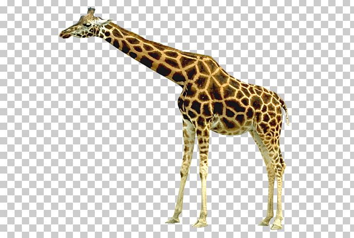 Giraffe PNG, Clipart, Giraffe Free PNG Download