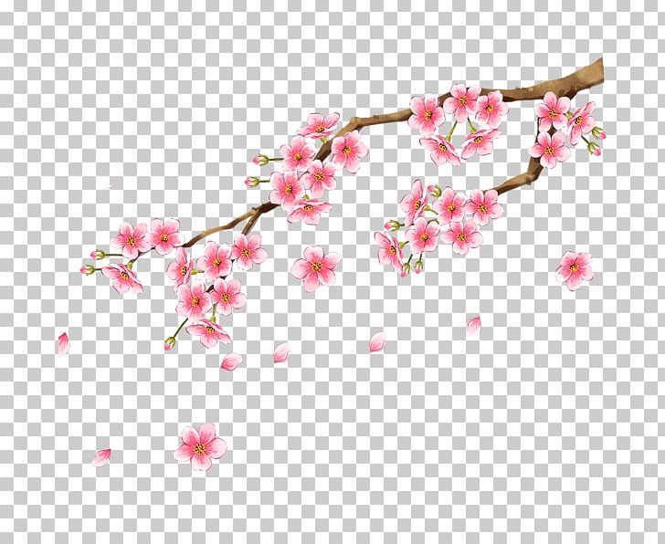 Plum Blossom PNG, Clipart, Blossom, Branch, Cherry, Cherry Blossom, Clip Art Free PNG Download