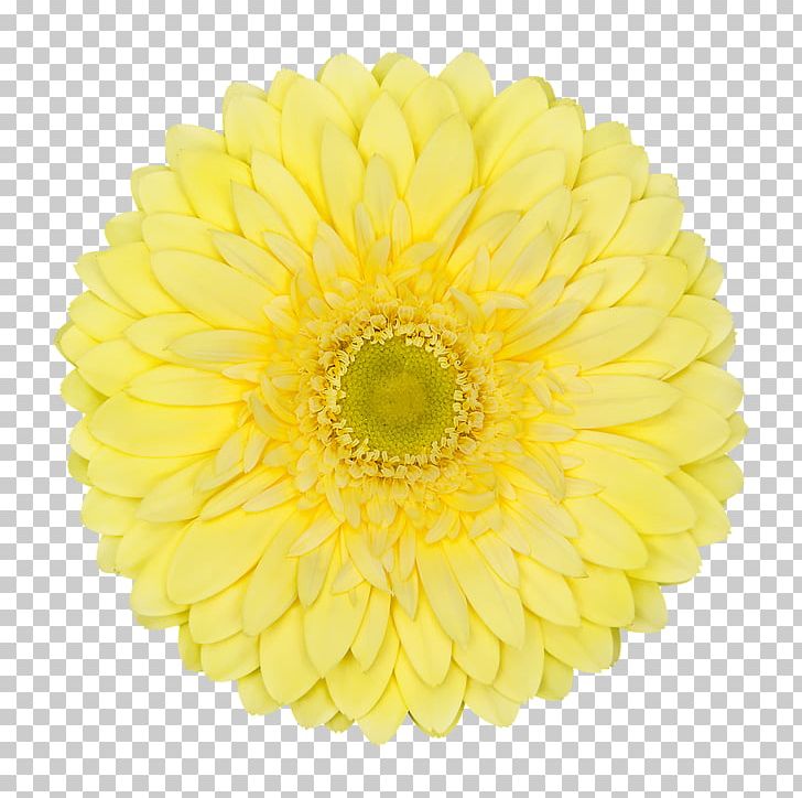 Chrysanthemum Cut Flowers Transvaal Daisy Yellow PNG, Clipart, Calendula Officinalis, Chrysanthemum, Chrysanths, Color, Common Sunflower Free PNG Download