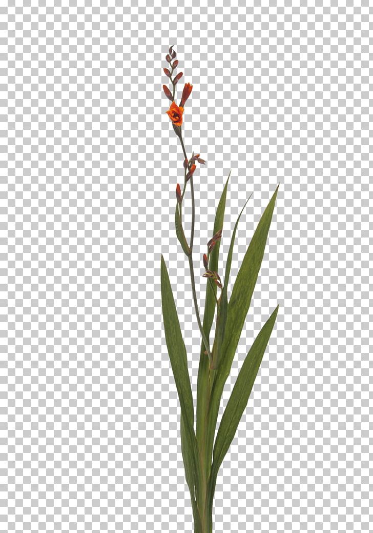 Cut Flowers Bud Plant Stem Coppertips PNG, Clipart, Bud, Coppertips, Customer, Cut Flowers, Export Free PNG Download