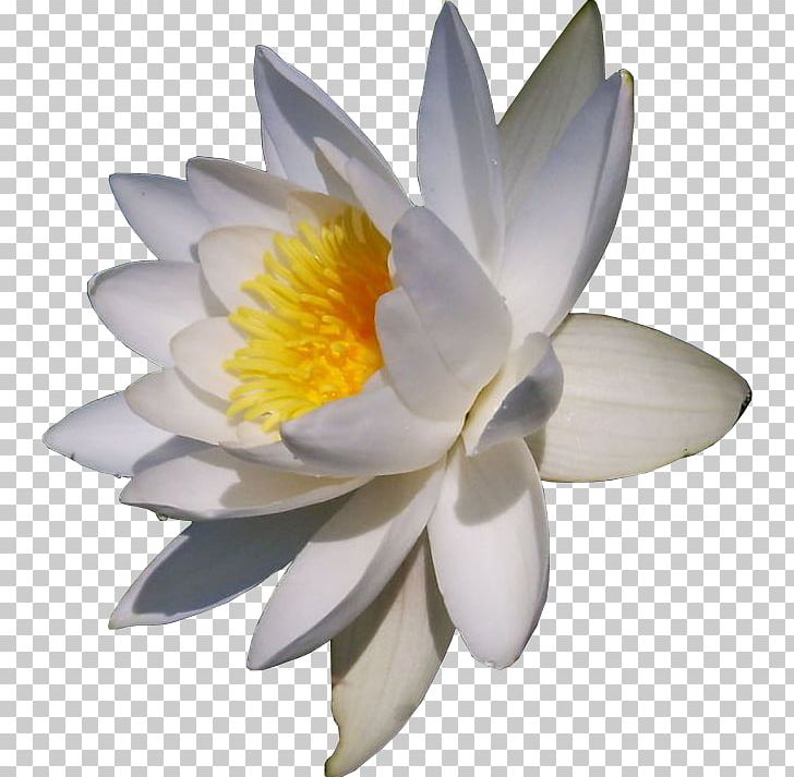 Desktop Flower Desktop Metaphor Game Computer PNG, Clipart, Aquatic Plant, Computer, Desktop Wallpaper, Flower, Flowering Plant Free PNG Download