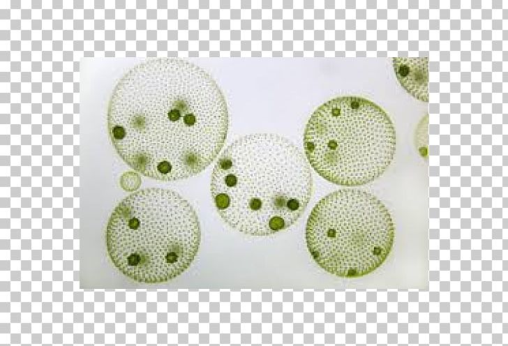 Globe Algae Microscope Green Algae Colony PNG, Clipart, Algae, Bluegreen Bacteria, Button, Cell, Chlamydomonas Free PNG Download