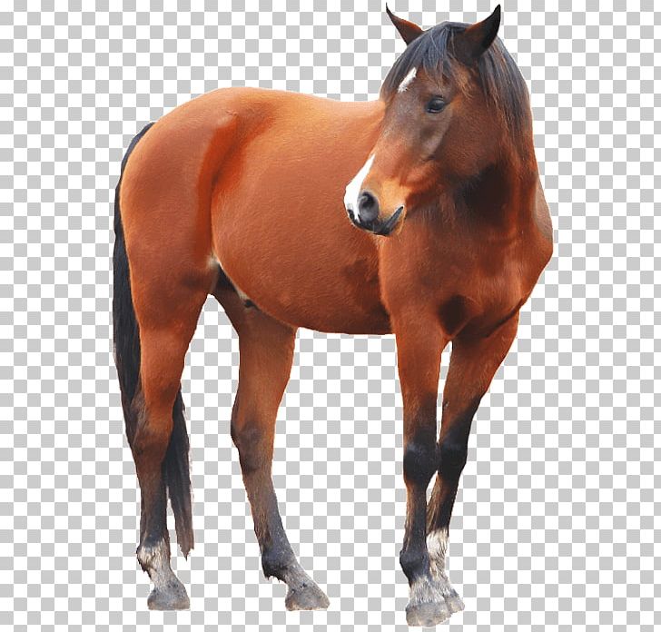 Mustang American Paint Horse Stallion Arabian Horse PNG, Clipart, American Paint Horse, Animal, Colt, Desktop Wallpaper, Equestrian Free PNG Download