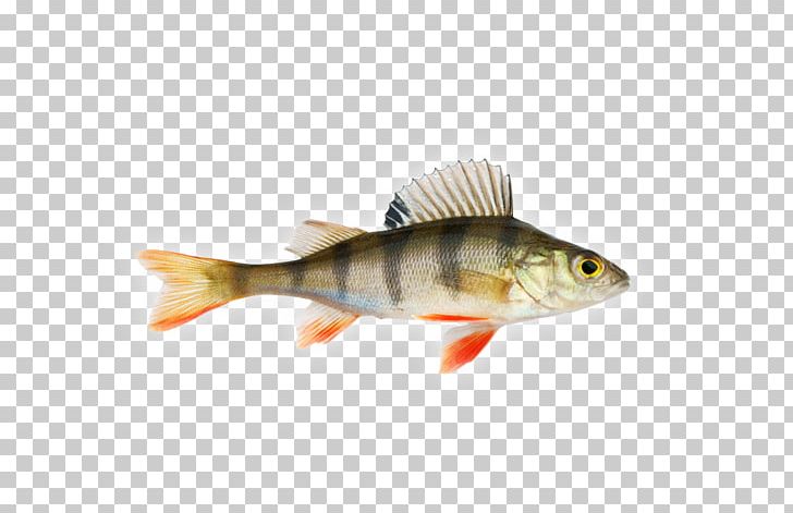 Freshwater Fish European Perch Aquariums PNG, Clipart, Aquarium, Aquariums, Bony Fish, Common Rudd, Coral Reef Fish Free PNG Download