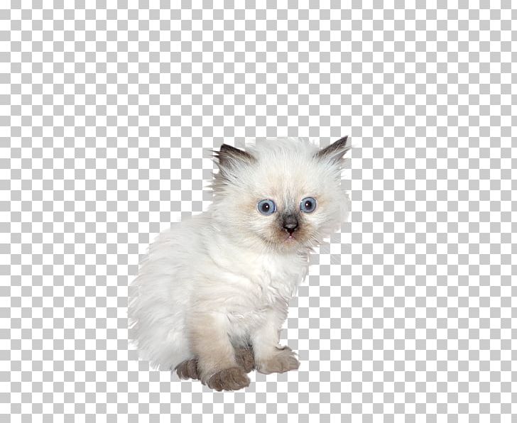 Great Dane Kitten Ragdoll Birman Minuet Cat PNG, Clipart, Animal, Animals, Black White, Carnivoran, Cat Free PNG Download