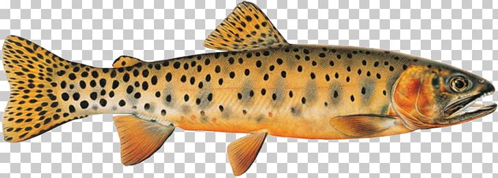 Salmon Colorado River Cutthroat Trout Bonneville Cutthroat Trout PNG, Clipart, Animal, Animal Figure, Bonneville Cutthroat Trout, Bony Fish, Brook Trout Free PNG Download