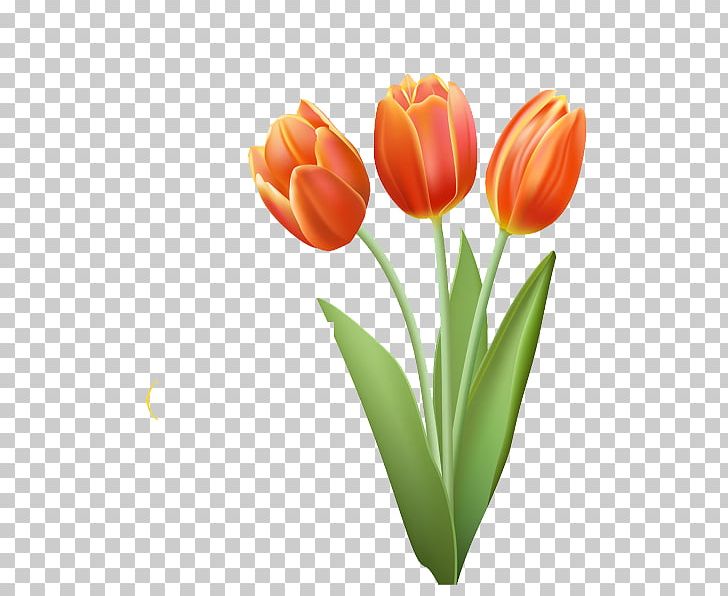 Drawing Tulip PNG, Clipart, Drawing, Encapsulated Postscript, Flower, Flowering Plant, Flowers Free PNG Download
