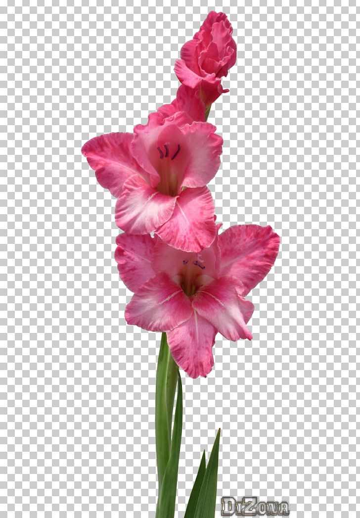 Gladiolus Photography Ansichtkaart Plant Stem UCoz PNG, Clipart, Ansichtkaart, Cut Flowers, Flower, Flowering Plant, Gladiolus Free PNG Download