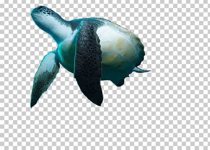 Turtle Reptile Underwater Diving Snorkeling PNG, Clipart, Animals, Dive Center, Diving Swimming Fins, Emydidae, Fauna Free PNG Download