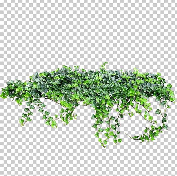 Creeper PNG, Clipart, Acer Ginnala, Branch, Creeper, Flower, Flowering Plant Free PNG Download