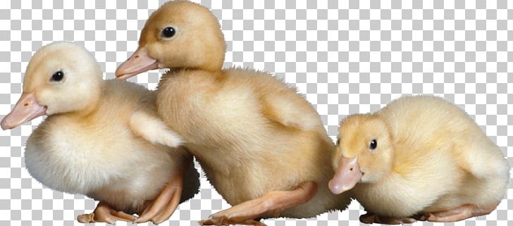 Duck Mallard American Pekin PNG, Clipart, American Pekin, Animals, Beak, Bird, Chicken Free PNG Download
