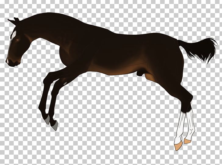 Mustang Foal Stallion Rein English Riding PNG, Clipart,  Free PNG Download
