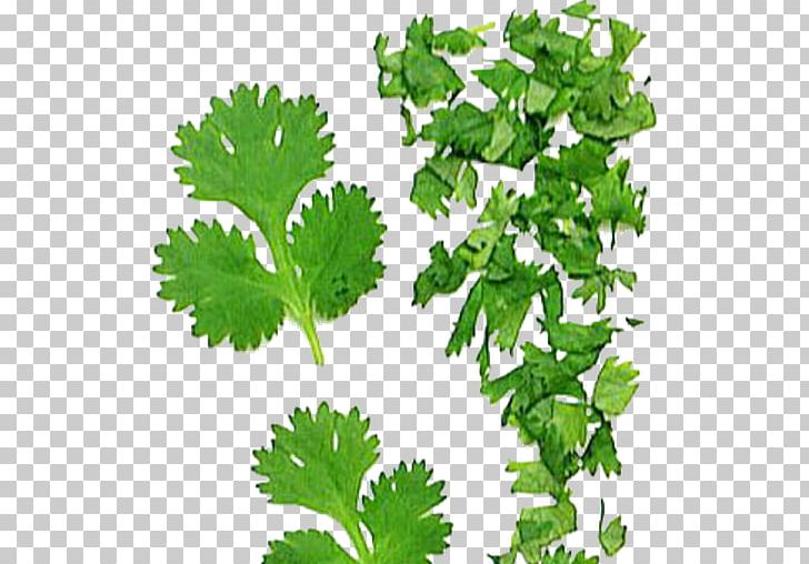 Coriander Parsley Indonesian Bay Leaf Curry Tree PNG, Clipart, Apiaceae, Bay Leaf, Celery, Coriander, Curry Powder Free PNG Download