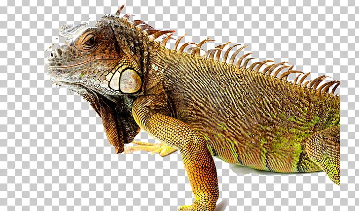 Green Iguana Common Iguanas PNG, Clipart, Animals, Common, Common Iguanas, Download, Fauna Free PNG Download