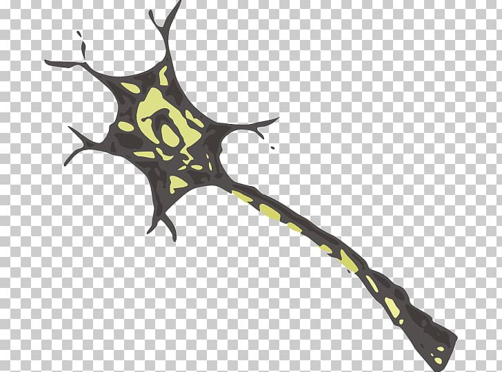 Neuron Nervous System Dendrite Brain PNG, Clipart, Axon, Biology, Brain, Brain Cell, Branch Free PNG Download