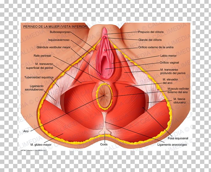 Perineum Anatomy Human Body Muscle Pelvis PNG, Clipart, Anatomy, Atom, Diagram, Excretory System, Human Body Free PNG Download