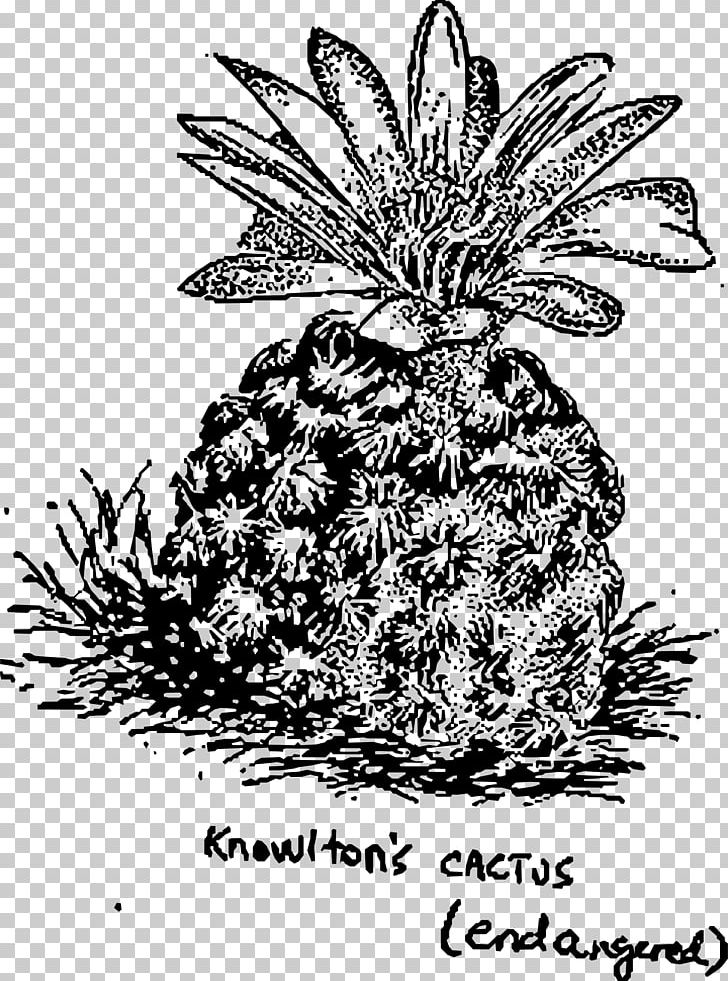 Plant Cactaceae Prickly Pear Saguaro PNG, Clipart, Art, Black And White, Cactaceae, Cactus, Drawing Free PNG Download