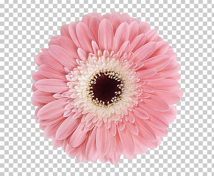 Transvaal Daisy Cut Flowers Rose Chrysanthemum PNG, Clipart, Asterales, Chrysanthemum, Color, Cut Flowers, Daisy Free PNG Download