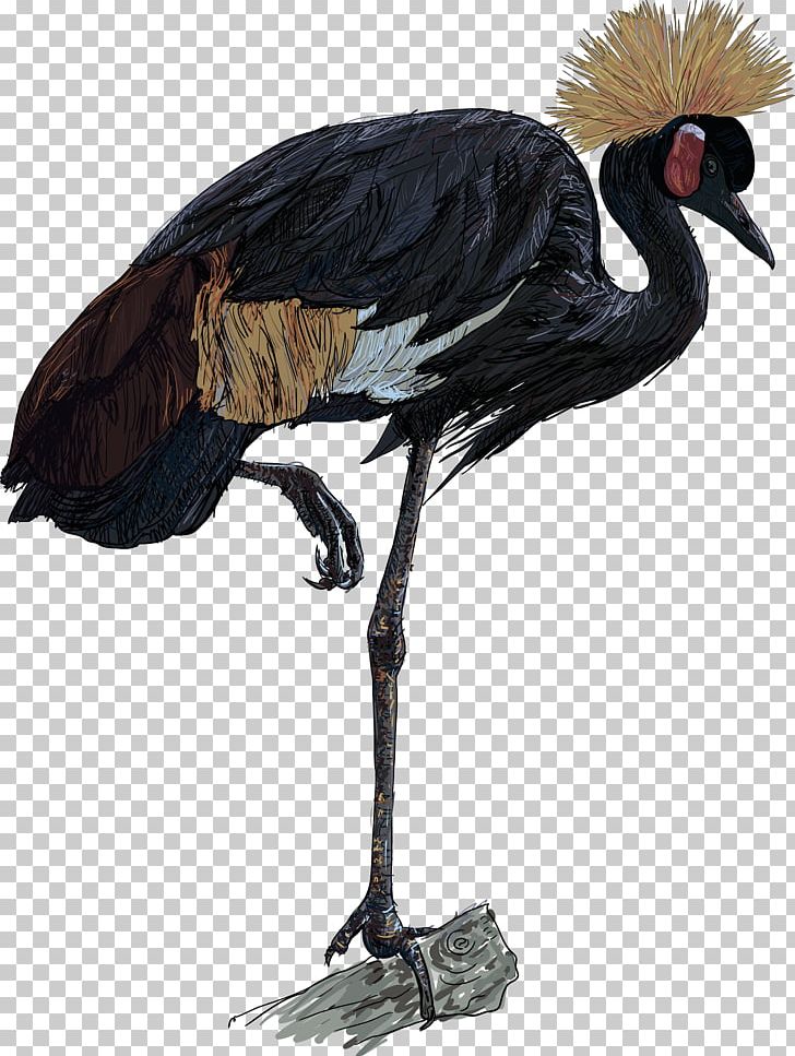 Africa Grey Crowned Crane Bird PNG, Clipart, Africa, Beak, Bird, Ciconiiformes, Crane Free PNG Download