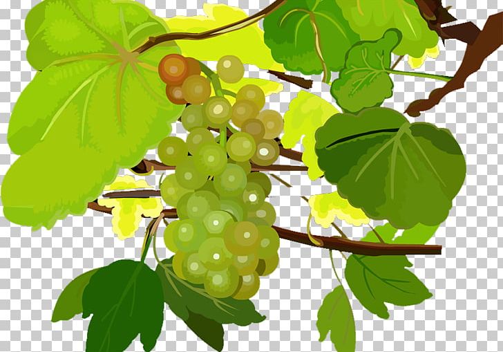 Grape Seedless Fruit Food PNG, Clipart, Black Grapes, Branch, Co Cou90fdu53ef, Decoration, Download Free PNG Download