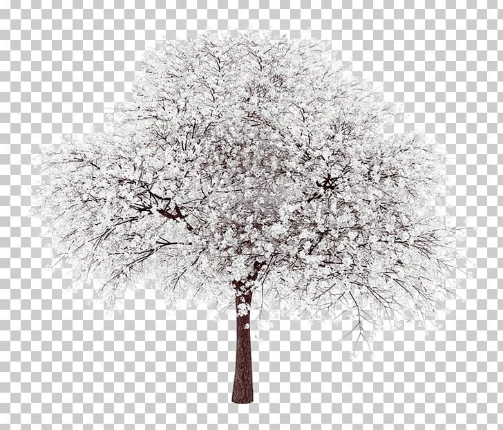 Tree Populus Grandidentata Branch Blossom Cottonwood PNG, Clipart, Aspen, Black And White, Blossom, Branch, Cfo Free PNG Download