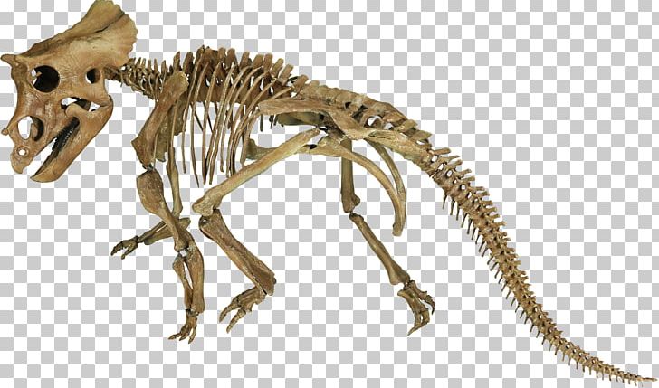 Tyrannosaurus Triceratops Late Cretaceous Hell Creek Formation Mosasaurus PNG, Clipart, Brow, Carnivoran, Ceratopsia, Cretaceous, Dinosaur Free PNG Download
