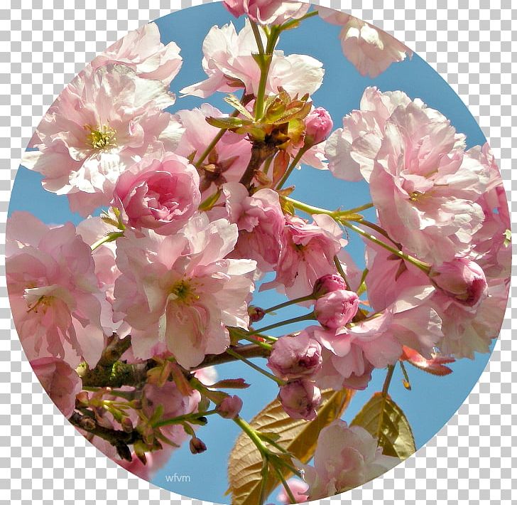 Floral Design Flower Cherry Blossom Prunus PNG, Clipart, Blossom, Branch, Cherry, Cherry Blossom, Floral Design Free PNG Download