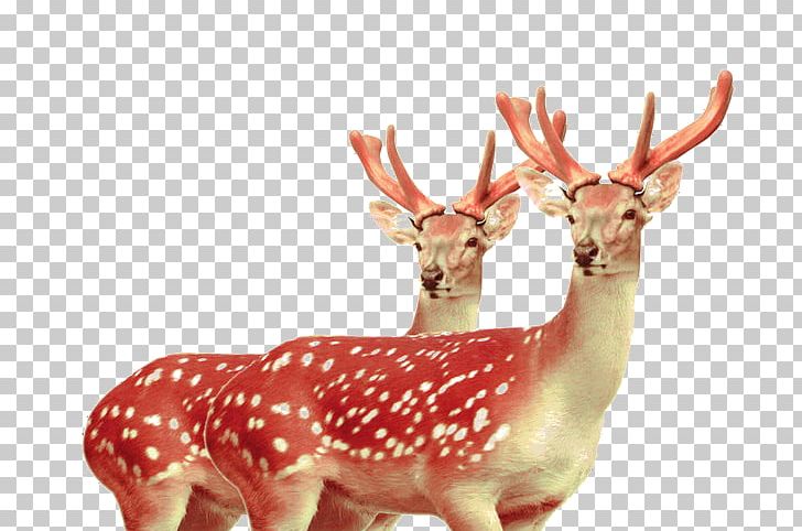Formosan Sika Deer Velvet Antler Tiger PNG, Clipart, Animal, Animals, Antler, Bone, Cartoon Free PNG Download